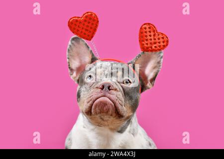 Merle French Bulldog Hund trägt Valentinstag Stirnband mit Herzen auf rosa Hintergrund Stockfoto