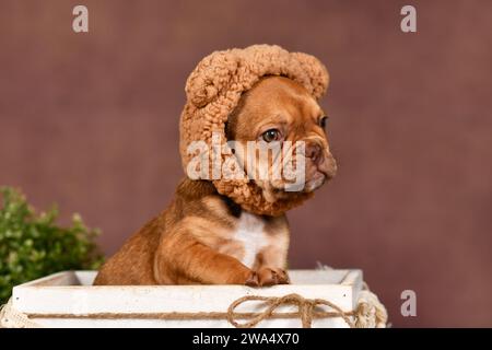 Niedlicher französischer Bulldog-Welpe mit Teddybär-Kostümmhut auf braunem Hintergrund Stockfoto