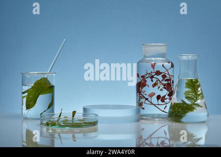 Vorderansicht der Versuchskolben mit verschiedenen Arten von Algen, die mit transparenten Podesten für das Produkt auf blauem Hintergrund dekoriert sind. Konz Stockfoto