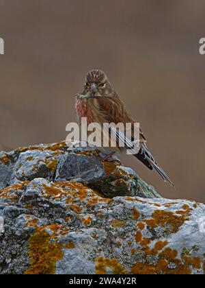 Gemeines Linnett auf Felsen Stockfoto