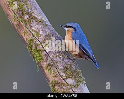 Eurasische Kleiber auf Ast Stockfoto