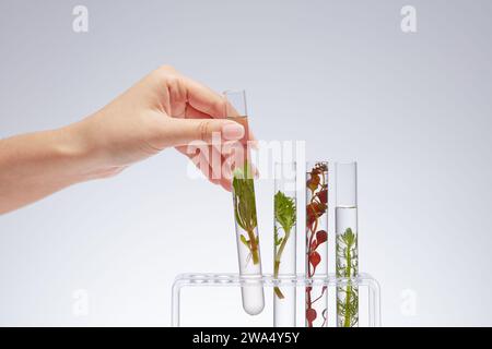 Auf dem Gestell befinden sich Reagenzgläser mit Testproben verschiedener Arten von Algen auf weißem Hintergrund. Weibliche Hand, die ein Reagenzglas aus dem rac hebt Stockfoto