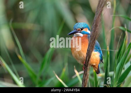 Gewöhnlicher Eisvögel (Alcedo atthis), AKA Eurasischer Eisvögel oder Flusseifer. Dieser farbenfrohe Vogel ist in ganz Eurasien und Nordafrika zu finden. I Stockfoto