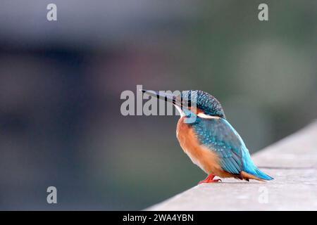 Gewöhnlicher Eisvögel (Alcedo atthis), AKA Eurasischer Eisvögel oder Flusseifer. Dieser farbenfrohe Vogel ist in ganz Eurasien und Nordafrika zu finden. I Stockfoto