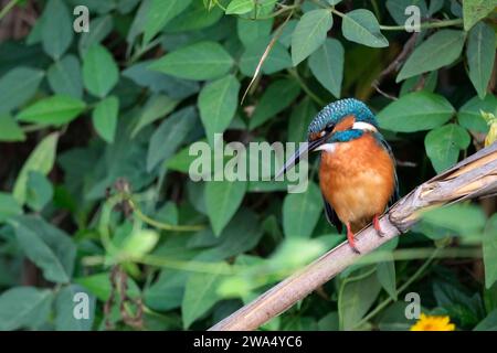 Gewöhnlicher Eisvögel (Alcedo atthis), AKA Eurasischer Eisvögel oder Flusseifer. Dieser farbenfrohe Vogel ist in ganz Eurasien und Nordafrika zu finden. I Stockfoto