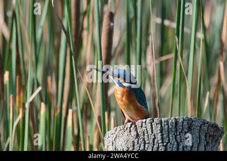 Gewöhnlicher Eisvögel (Alcedo atthis), AKA Eurasischer Eisvögel oder Flusseifer. Dieser farbenfrohe Vogel ist in ganz Eurasien und Nordafrika zu finden. I Stockfoto