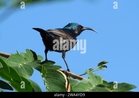 Männlicher Palästinensersonnvogel oder nördlicher Orangensonnvogel (Cinnyris oseus), fotografiert im November in Israel Stockfoto