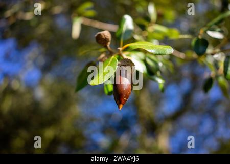 Eine einzelne Eichel, eingebettet in eine Alentejo-Korkeiche, symbolisiert Widerstandsfähigkeit und Wachstum in Portugals rustikaler Landschaft. Stockfoto