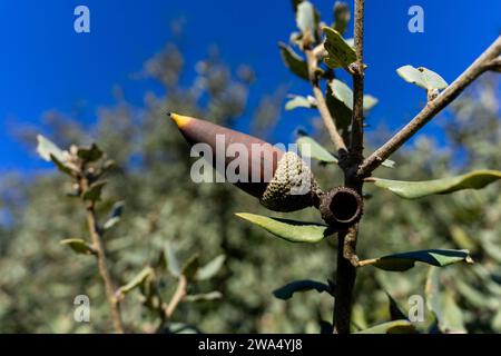 Eine einzelne Eichel, eingebettet in eine Alentejo-Korkeiche, symbolisiert Widerstandsfähigkeit und Wachstum in Portugals rustikaler Landschaft. Stockfoto