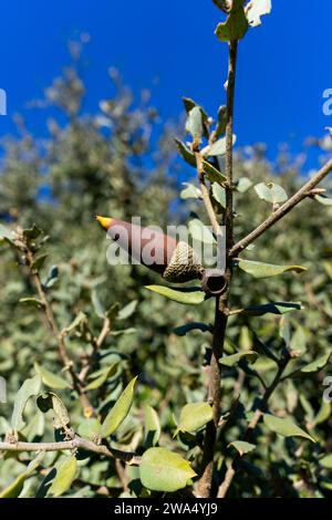 Eine einzelne Eichel, eingebettet in eine Alentejo-Korkeiche, symbolisiert Widerstandsfähigkeit und Wachstum in Portugals rustikaler Landschaft. Stockfoto