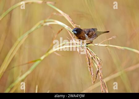 Das Bronzemännikin oder Bronzemunia (Spermestes cucullata), das auf einem Grasblatt thront. Dieser Vogel ist ein kleiner Passerinvogel des Afro Stockfoto