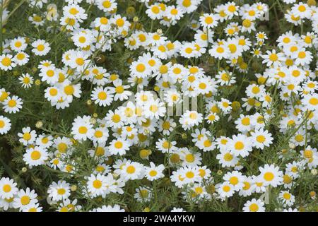 Anthemis palaestina Israels Kamille oder Gemeine Kamille oder palästinensische Kamille blüht im März an der Mittelmeerküste in Israel Stockfoto