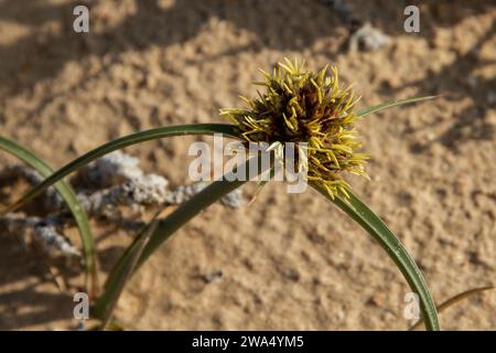 Cyperus capitatus blüht auf Sanddünen, fotografiert in der Mittelmeerküstenebene in Israel Stockfoto