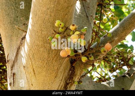 Nahaufnahme der Frucht des Ficus sycomorus, genannt die Platanen-Feige, falsche Platanen-Feige oder die Feigenmaulbeere (weil die Blätter denen von Th ähneln) Stockfoto
