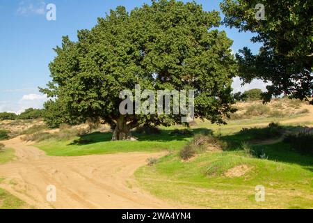 Ficus sycomorus, genannt die Platanen-Feige, falsche Platanen-Feigen oder die Feigenmulbeere (weil die Blätter denen der Maulbeere ähneln), Platanen oder Sy Stockfoto