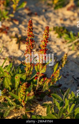 Die gehörnte Dockpflanze (Rumex bucephalophorus) in der Blüte. Fotografiert im März in den Küstenebenen des Mittelmeers, Israel Stockfoto