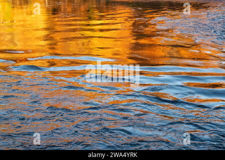 Spätherbstliche Lärchenreflexionen im Fluss Spey. Craigellachie, Morayshire, Schottland Stockfoto