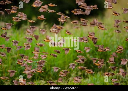 Red-billed Quelea quelea quelea () Herde. Red-billed queleas in einer riesigen Herde fliegen. Dies ist das häufigste Wild Bird in der Welt. Es ist in s gefunden Stockfoto