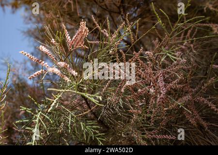 Tamarix Aphylla ist die größte bekannte Tamarix-Art mit Höhen bis zu 18 Metern (59 ft). Die Art hat eine Vielzahl von gebräuchlichen Bezeichnungen, einschließlich AT Stockfoto