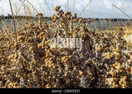 Seekudweed oder Baumwoll-Unkrautpflanze Otanthus maritimus fotografiert in der Mittelmeerküstenebene in Israel Stockfoto