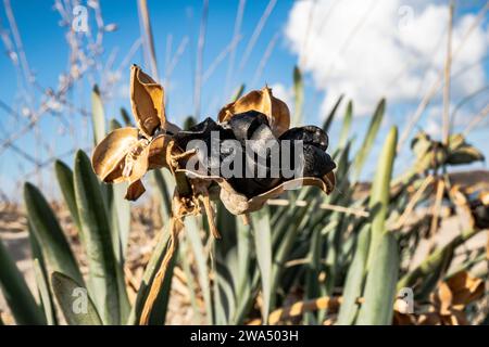 Sea Narzissen, Sea pancratium Lily (pancratium maritimum) an der mittelmeerküste, israel im Dezember Stockfoto