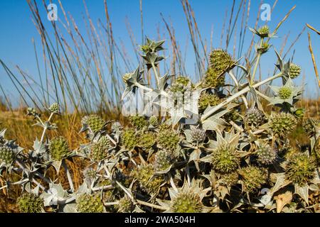 Sea Stechpalme (Eryngium maritimum) blüht im Sommer. Fotografiert in der Mittelmeerküstenebene, Israel Stockfoto