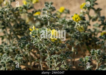 Seemannsblumen (Medicago Marina). Die Israel Medicago Marina wurde in den Küstenebenen des Mittelmeers fotografiert und ist eine Pflanzenart der Gattung Medicag Stockfoto