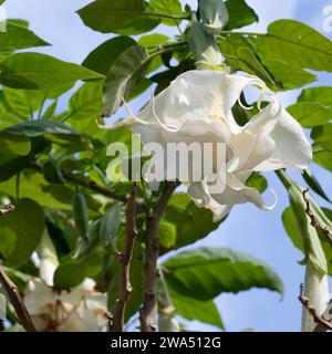 Brugmansia arborea, die Engeltrompete, ist eine Art blühender Pflanze aus der Familie der Solanaceae. Die IUCN hat Brugmansia arborea als ausgestorben eingestuft Stockfoto