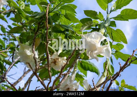 Brugmansia arborea, die Engeltrompete, ist eine Art blühender Pflanze aus der Familie der Solanaceae. Die IUCN hat Brugmansia arborea als ausgestorben eingestuft Stockfoto