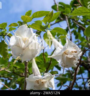 Brugmansia arborea, die Engeltrompete, ist eine Art blühender Pflanze aus der Familie der Solanaceae. Die IUCN hat Brugmansia arborea als ausgestorben eingestuft Stockfoto