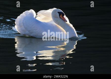 Ein männlicher Mute Swan, bekannt als Cob, schwimmt in einer markanten Haltung mit, um seinem Partner und allen Konkurrenten zu werben, dass dies sein Gebiet ist. Stockfoto