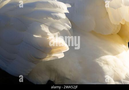 Ein stummer Schwan putzt sein Gefieder in der hellen Wintersonne. Als einer der größten fliegenden Vögel Großbritanniens muss der Schwan sein Gefieder A1 behalten Stockfoto