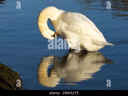 Ein stummer Schwan putzt sein Gefieder in der hellen Wintersonne. Als einer der größten fliegenden Vögel Großbritanniens muss der Schwan sein Gefieder A1 behalten Stockfoto