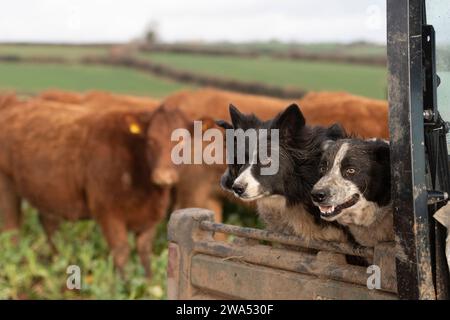 Schäferhund, Collies in einem Alligator mit Vieh dahinter Stockfoto