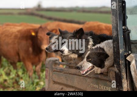 Schäferhund, Collies in einem Alligator mit Vieh dahinter Stockfoto