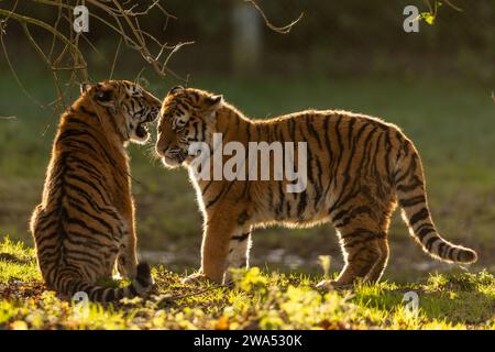 Das neue Jahr begann mit einigen Geschwisterliebe UK LIEBENSWERTE Bilder von zwei sibirischen Tigerjungen, die sich gegenseitig spielen und mit Zuneigung duschen, waren Captu Stockfoto