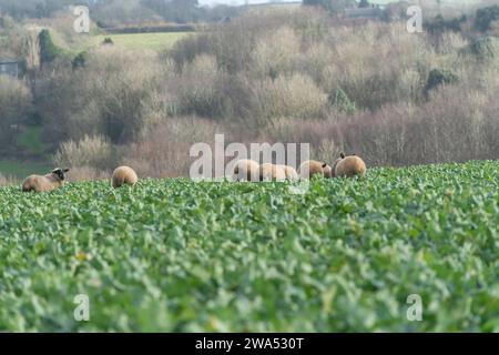 Lämmer auf der Weide. Im Grünkohl-Feld Stockfoto