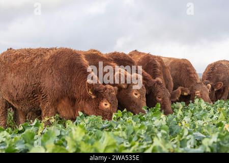 Die Kühe von South Devon weiden Grünkohl Stockfoto