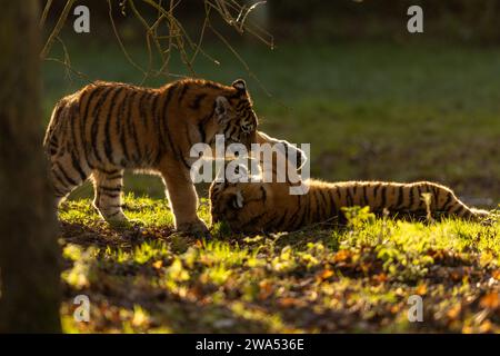 Tigerjungen verbringen Silvester miteinander. Es wurden Bilder von zwei sibirischen Tigerjungen aufgenommen, die sich LIEBEVOLL spielen und duschen Stockfoto