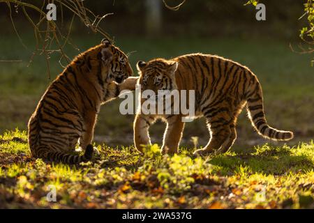 Tiger Geschwister kümmern sich um einander. Britische Bilder von zwei sibirischen Tigerjungen, die sich LIEBEVOLL spielen und duschen, wurden auf ne aufgenommen Stockfoto