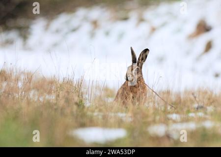 Brauner Hase, Lepus europaeus, Norfolk, Schnee, Winter Stockfoto