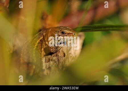 Eidechse, Zootoca vivipara, Eidechse, Versteck in der Vegetation, Fowlmere, Cambridgeshire Stockfoto