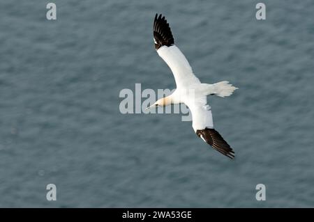 Gannet, Morus bassanus, im Flug, Bempton Cliffs, Yorkshire, UK Stockfoto