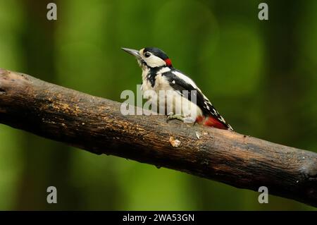 Großer Spotspecht, Dendrocopos Major, Männchen, Threave Gardens, Dumfries und Galloway, Schottland Stockfoto
