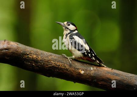 Großer Spotspecht, Dendrocopos Major, Männchen, Threave Gardens, Dumfries und Galloway, Schottland Stockfoto
