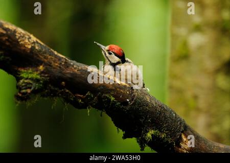 Großspecht, Dendrocopos Major, juvenile, Threave Gardens, Dumfries und Galloway, Schottland Stockfoto