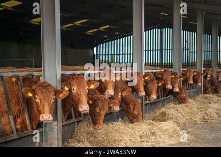 South Devon Kühe in einem Viehstall Stockfoto