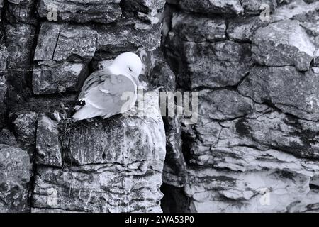 Kittiwake, Rissa tridactyla, hoch oben auf der Klippe, Yorkshire Stockfoto