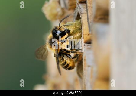 Blattschneider Biene, Megachile centuncularis, Nestmaterial aus Bienenhaus entfernen, Norfolk, Großbritannien Stockfoto