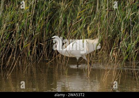 Kleiner Egret, Egretta Garzetta, Jagd im Küstensumpf, Cley, Norfolk Stockfoto